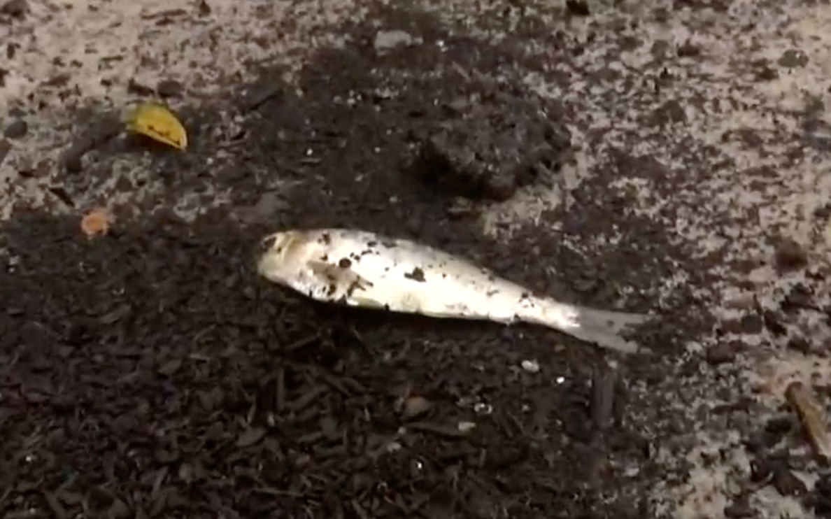 In WTF news Raining “Fish” In Texas Lipstick Alley